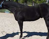 black-palomino-quarter-horse-stallion