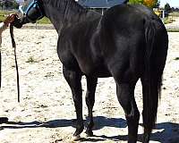 black-palomino-quarter-horse-yearling