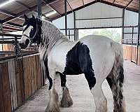 gypsy-horse-vanner