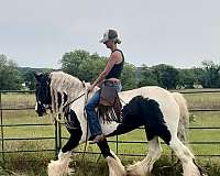 all-around-gypsy-vanner-horse