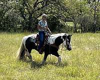 blue-eyed-gypsy-vanner-horse