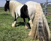 breeding-gypsy-vanner-horse