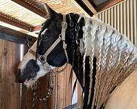 dressage-gypsy-vanner-horse