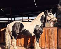 driving-gypsy-vanner-horse