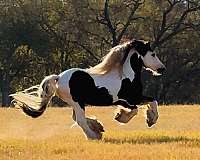 gypsy-vanner-horse