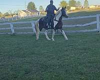 kid-safe-spotted-saddle-horse