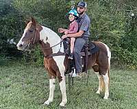 husband-safe-spotted-saddle-horse