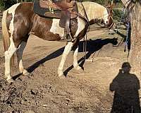 ridden-western-spotted-saddle-horse