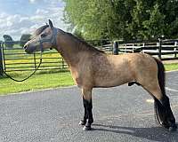 buckskin-gelding-stallion