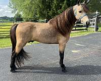 awesome-disposition-miniature-horse