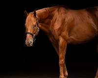 fun-shows-thoroughbred-horse