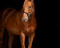 bareback-thoroughbred-horse