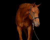 bathe-thoroughbred-horse