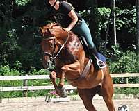 beach-thoroughbred-horse