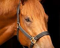 bug-thoroughbred-horse