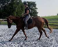 calm-thoroughbred-horse