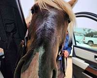 cantering-rocky-mountain-horse