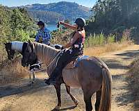 dogs-rocky-mountain-horse