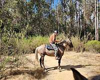 negotiable-rocky-mountain-horse