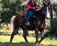 adult-belgian-horse