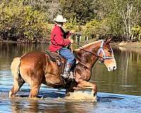 amish-trained-belgian-horse