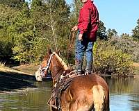 boys-belgian-horse