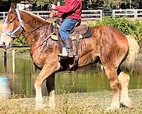 break-belgian-horse