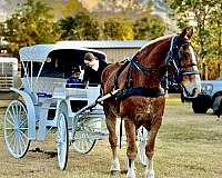 boys-draft-horse