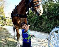 driving-gelding-draft-horse