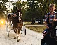 for-beginner-draft-horse