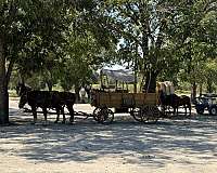 beginner-school-belgian-percheron-horse