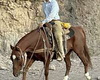 ranch-work-quarter-horse