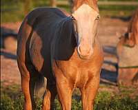 champagne-apha-aqha-horse