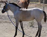 honor-roll-nrcha-sire-quarter-horse