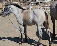 pocito-pine-glo-quarter-horse