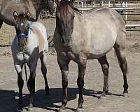 honor-roll-nrcha-sire-horse