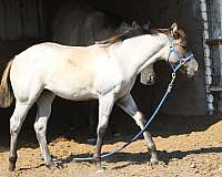 honor-roll-nrcha-sire-filly