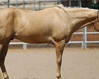 blonde-gelding