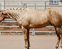 blonde-mane-tail-gelding