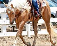 palomino-one-white-foot-horse