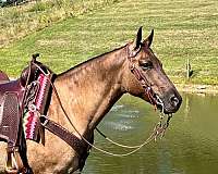 trail-horse-quarter