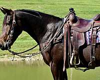 husband-safe-rides-drives-gelding