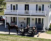 all-around-friesian-horse