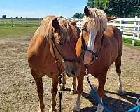 draft-haflinger-horse