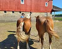 driving-haflinger-horse