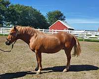 halter-haflinger-horse