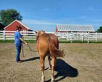 harness-haflinger-horse