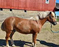 horsemanship-haflinger-horse