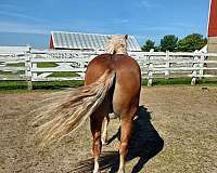 longe-line-haflinger-horse