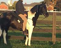 pinto-gelding-for-sale